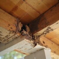 7 Pest Control Tips for Roof Repair Situations