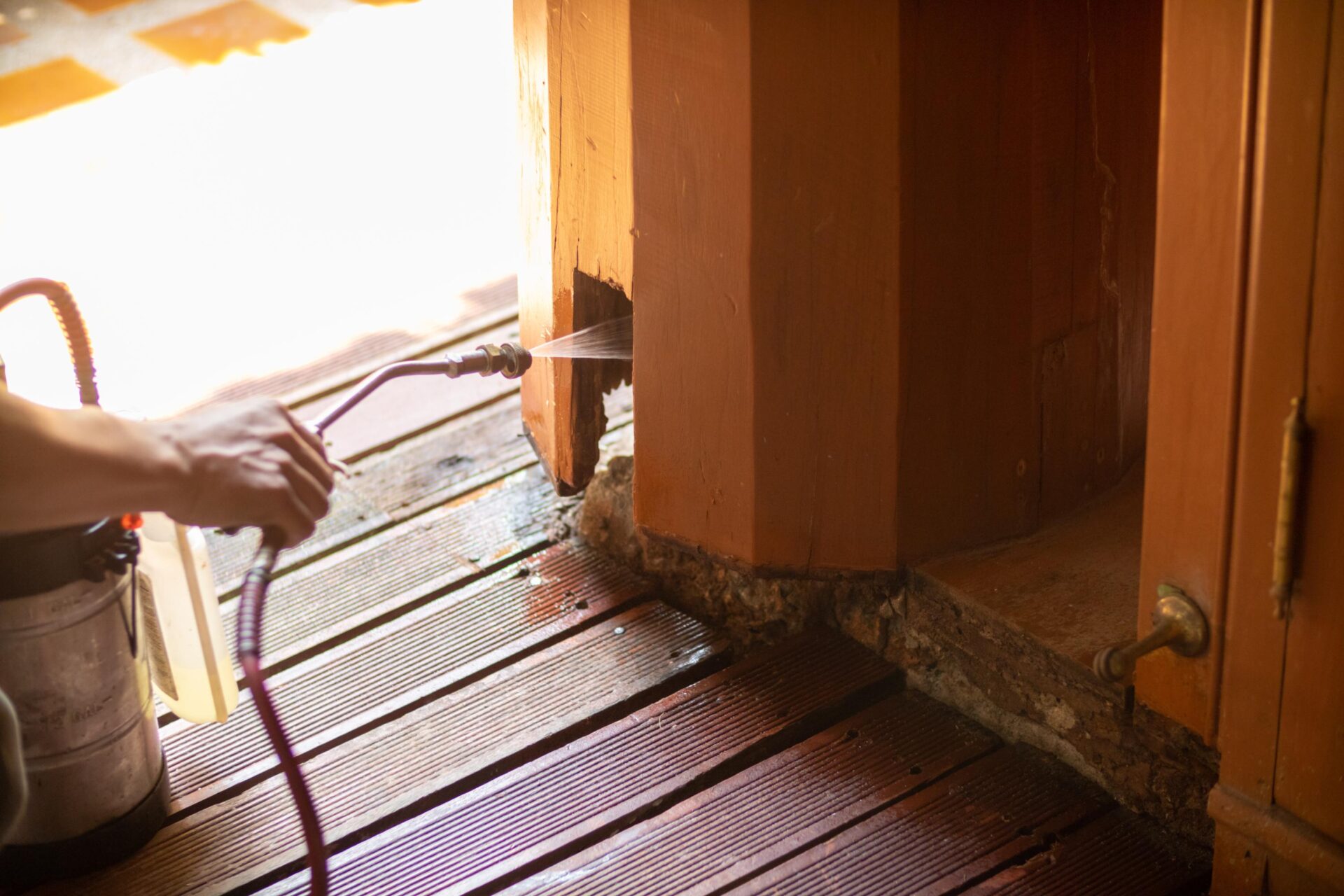 Genuine Tips for Cost-Effective Pest Management Solutions