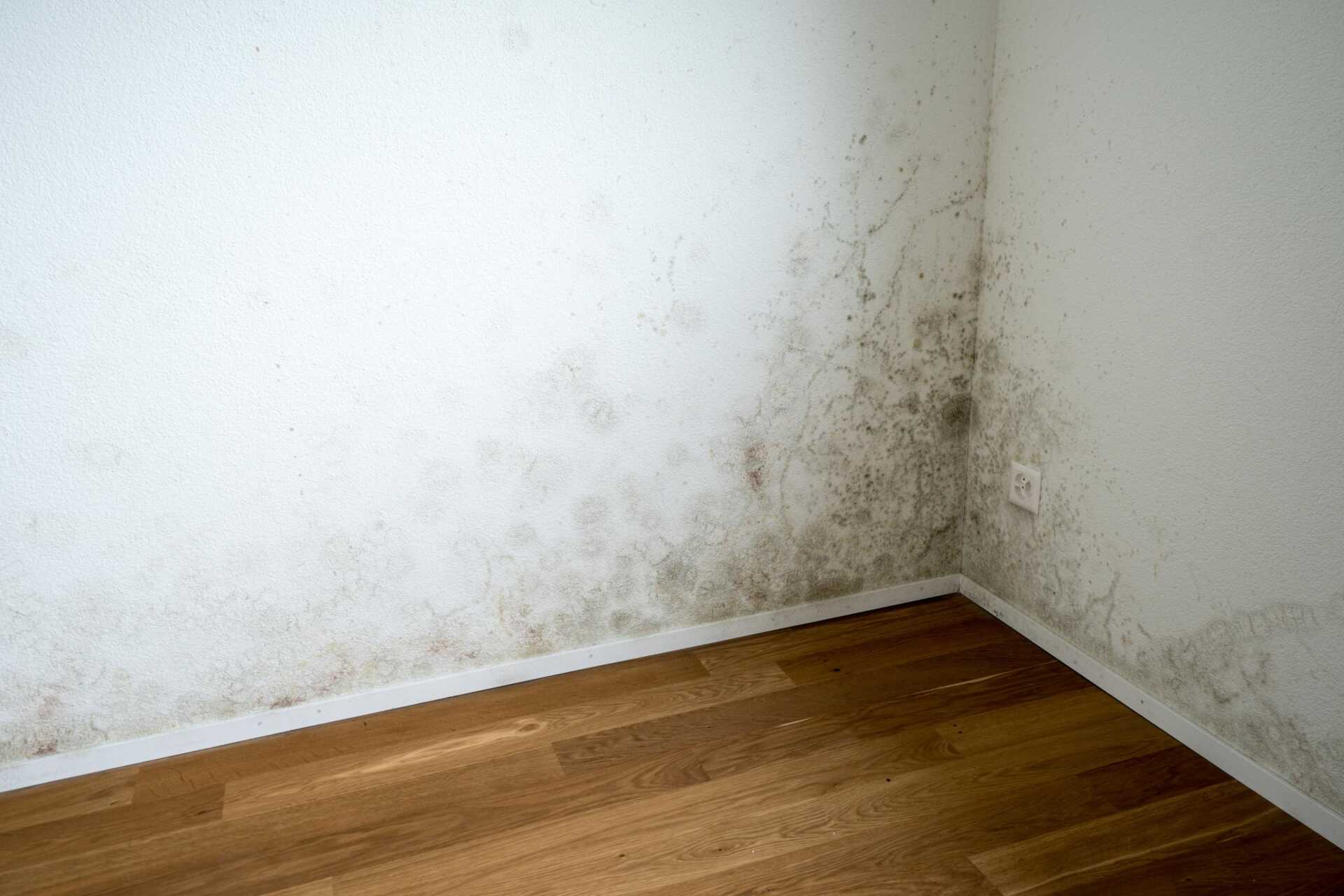 Effective Residential Drywall Mold Remediation Techniques