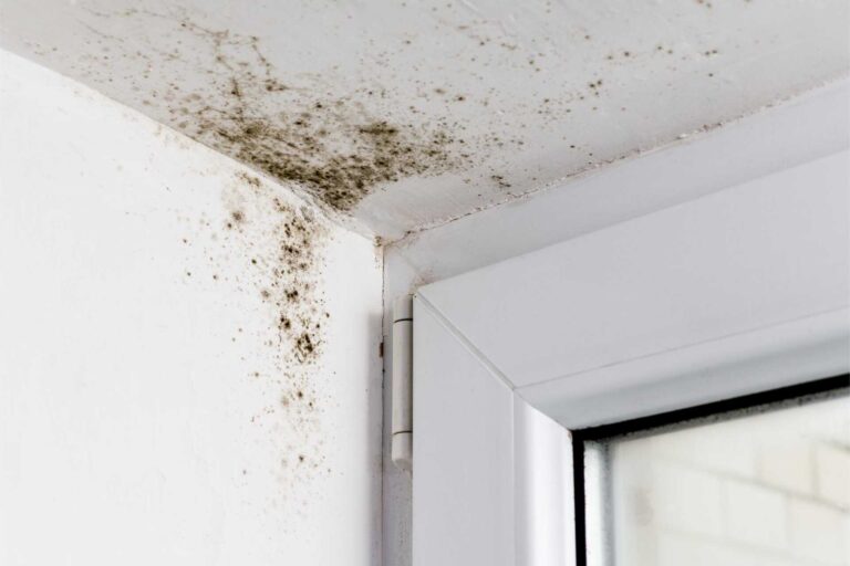 3 Best Mold Restoration Services Post Water Damage