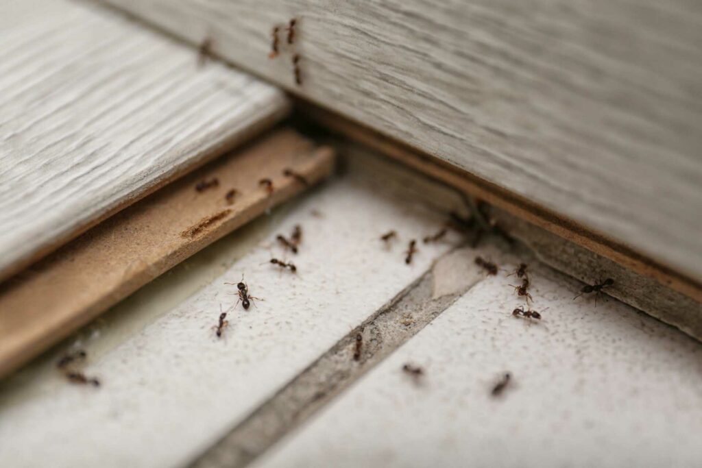 7 Green Pest Control Methods for Homes