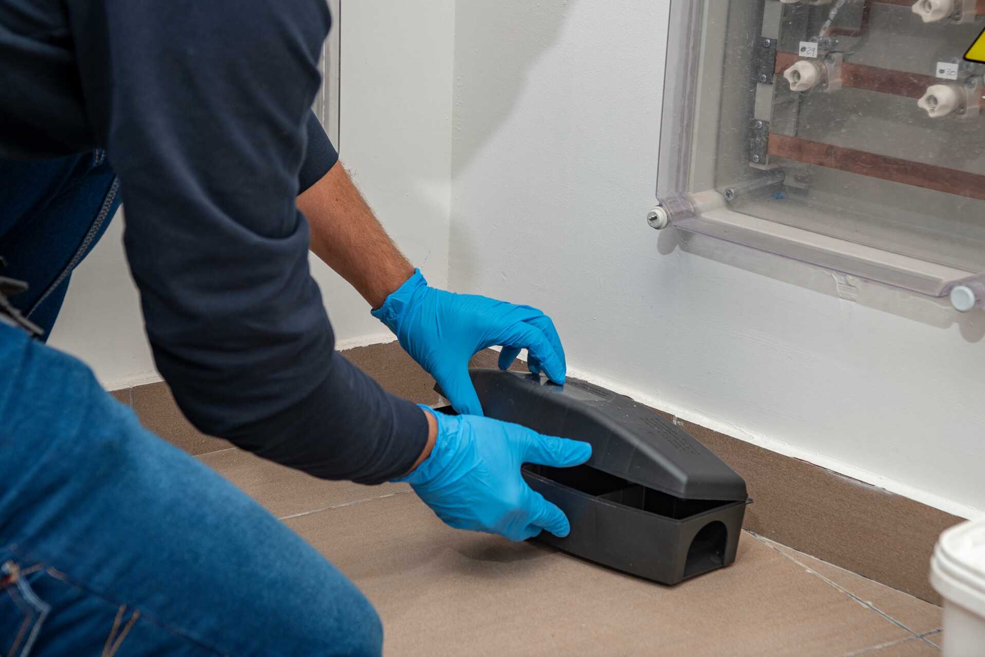 Proven Tips to Prevent Pests in Your Home