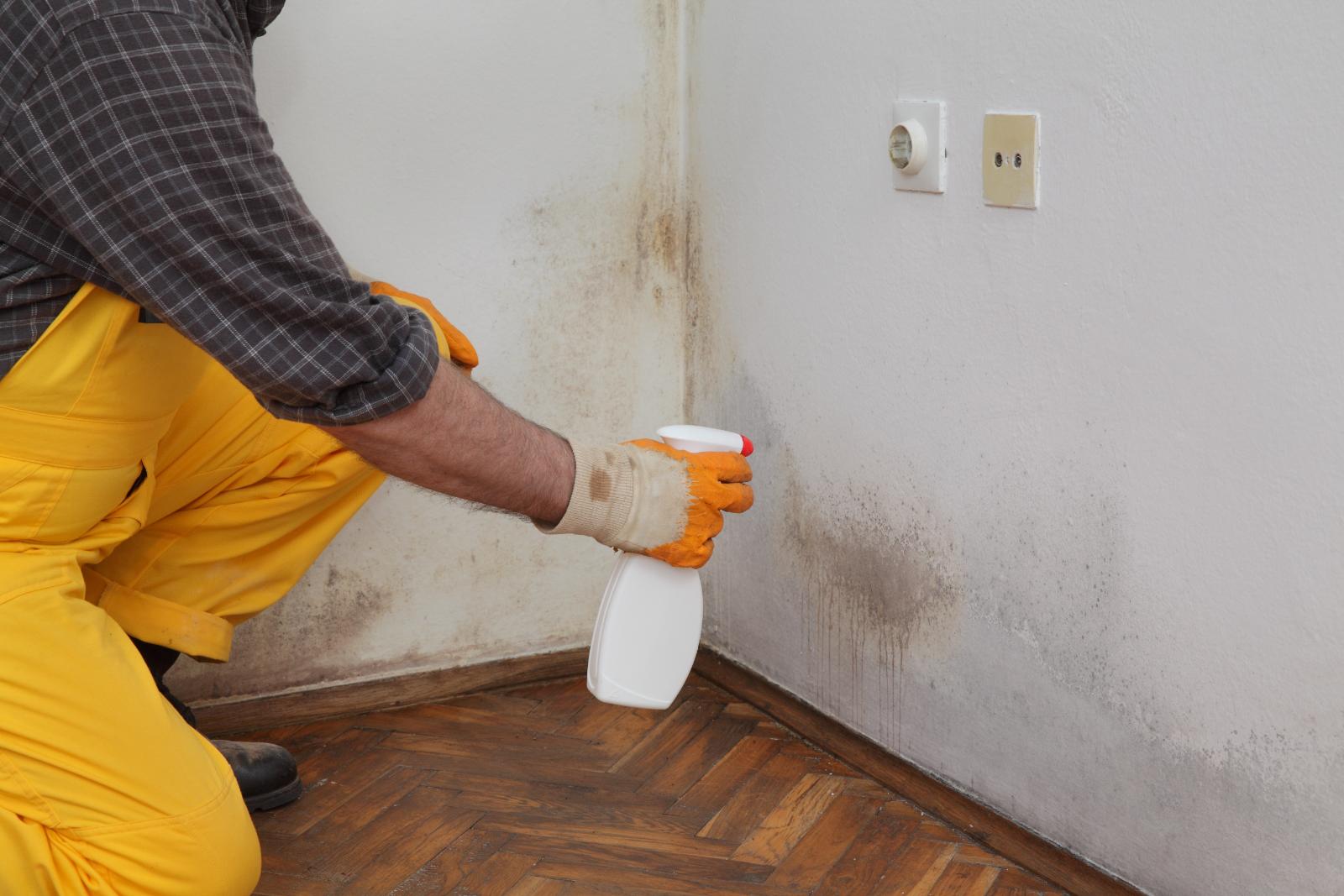 Top 7 Mold Removal Techniques Post-Flood