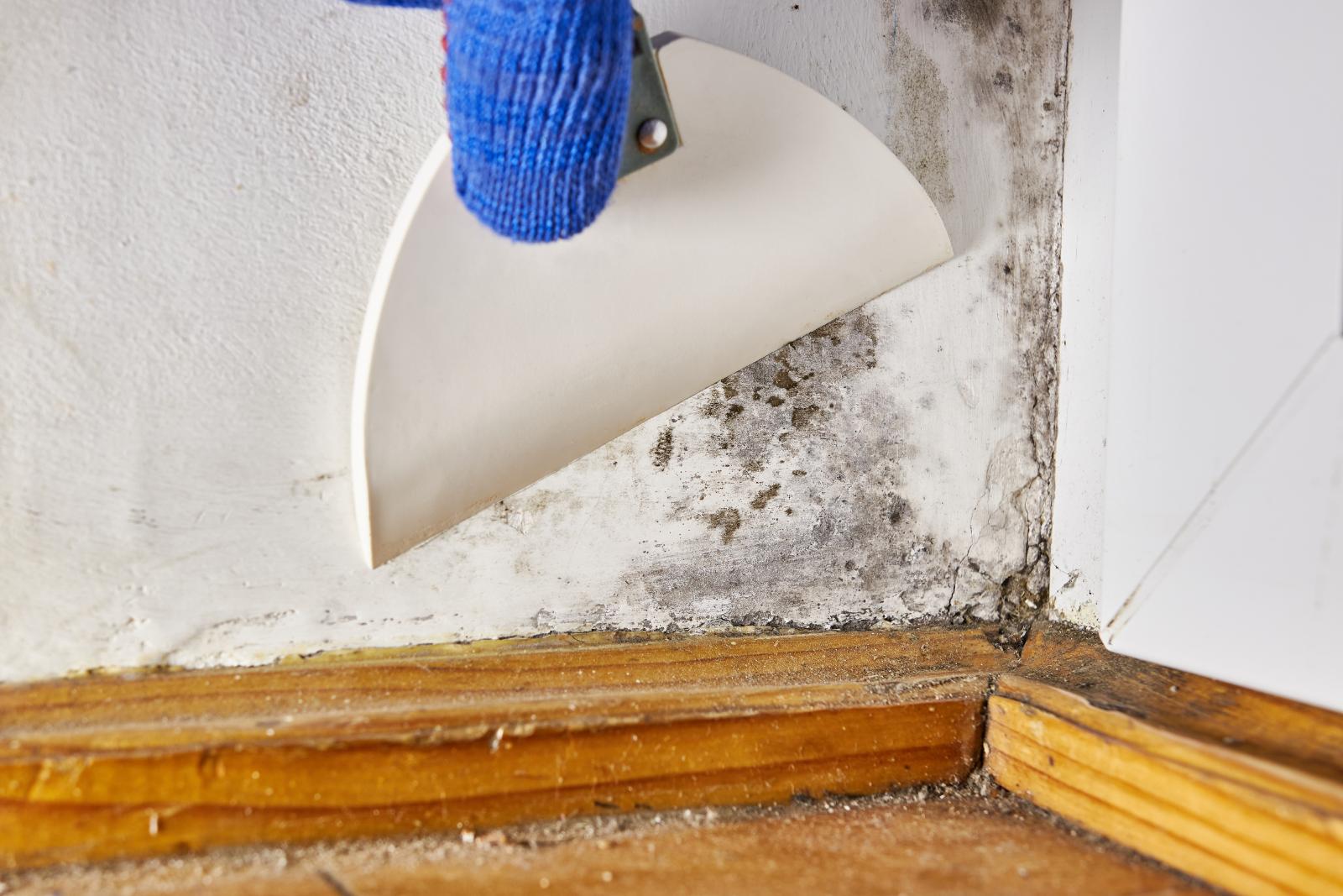 3 Best Mold Removal Products for Home Use