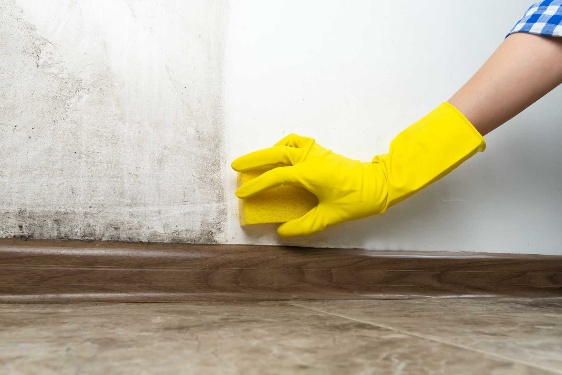 Top Solutions for Mold Remediation in Homes