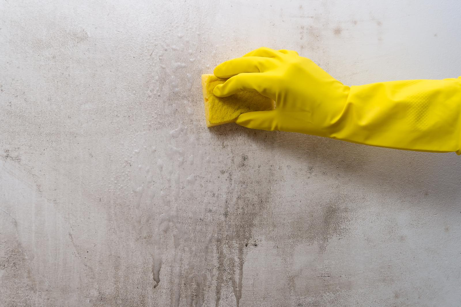 How to Remove Mold After Water Damage