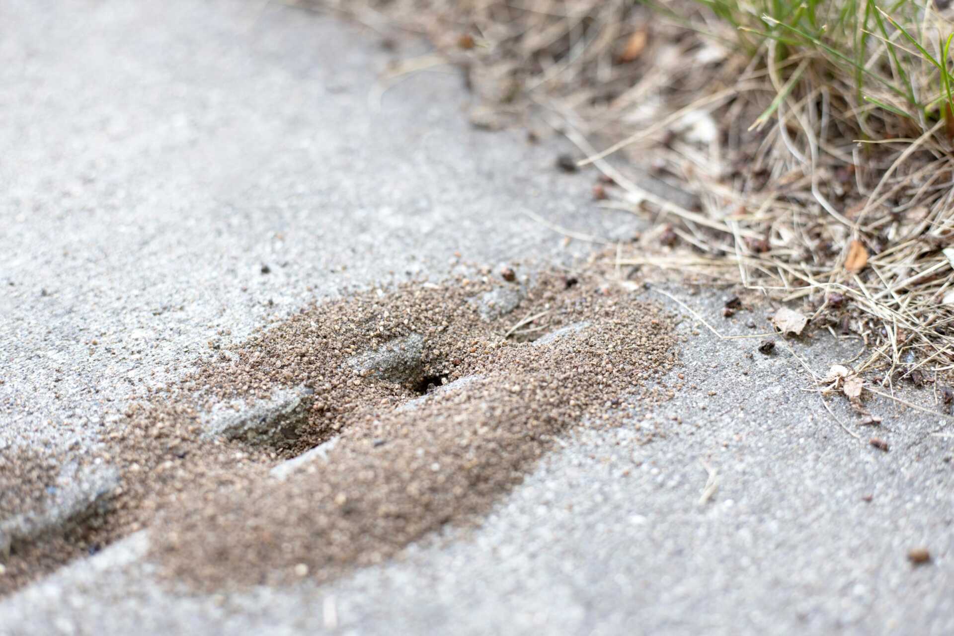 Top Outdoor Pest Control Services for Homeowners