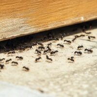 Affordable Pest Control for Water Damage Restoration