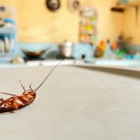 Top 7 Integrated Pest Management Strategies