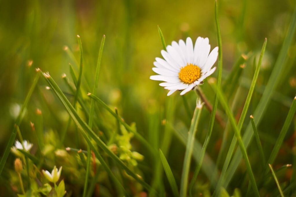 What Flowers to Plant in Spring - daisy