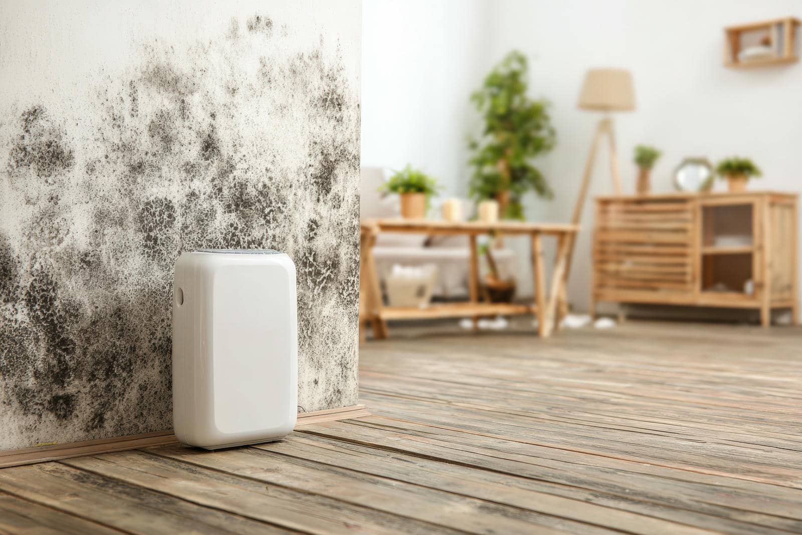 Why Choose Local Mold Remediation Services?