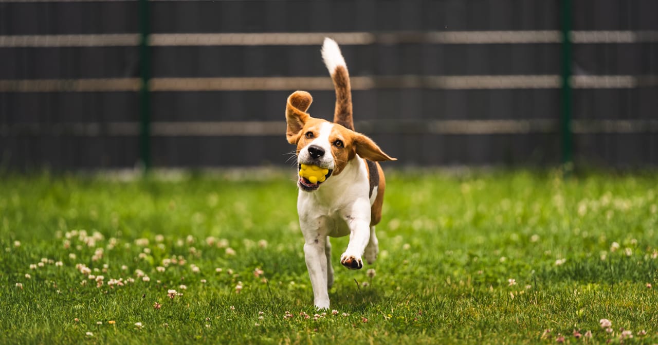 DIY Dog Fencing