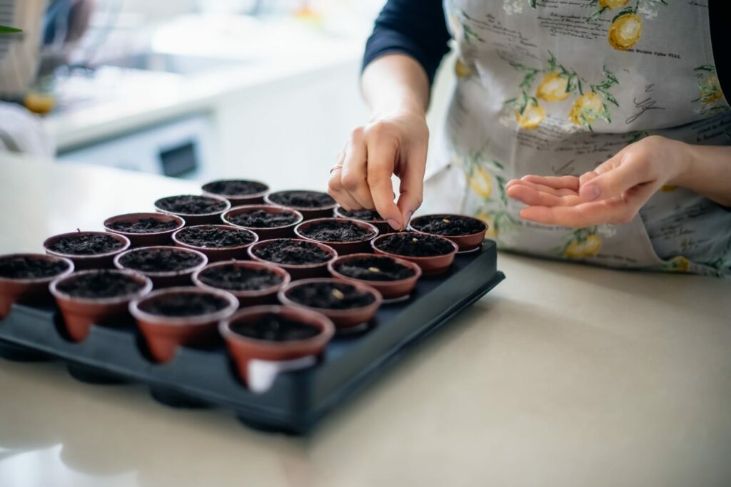 starting seeds for your garden