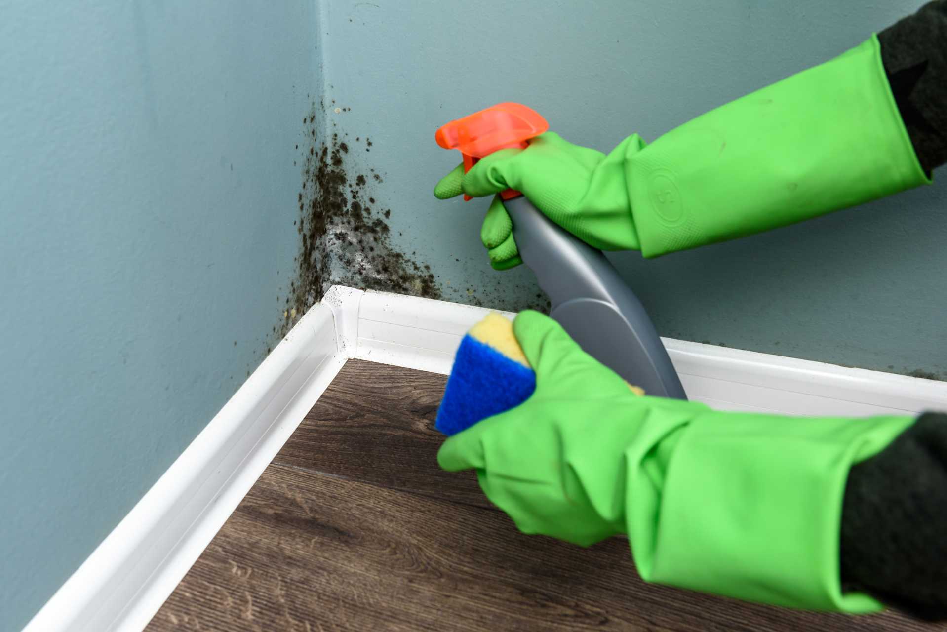 Hands wearing green kitchen gloves, holding a spray bottle and a sponge. The spray bottle is pointing at the corner of a wall where mold is growing.